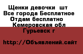 Щенки девочки 4шт - Все города Бесплатное » Отдам бесплатно   . Кемеровская обл.,Гурьевск г.